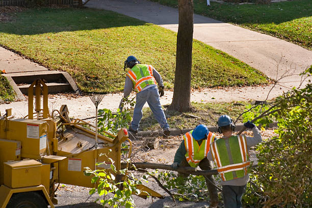 Tree Removal and Landscaping Services